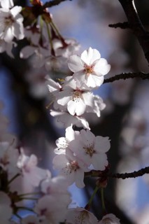 Tree blossom in spring, Germany