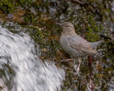 An adult American Dipper standing in a stream of water bringing aquatic invertebrates to nestlings