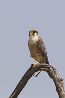 Red-necked Falcon (Falco chicquera), Samburu, Kenya