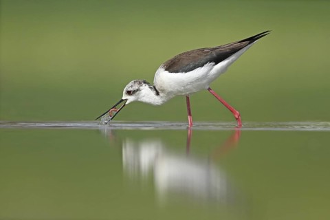 Black-winged Stilt (Himantopus himantopus), Zurich, Switzerland