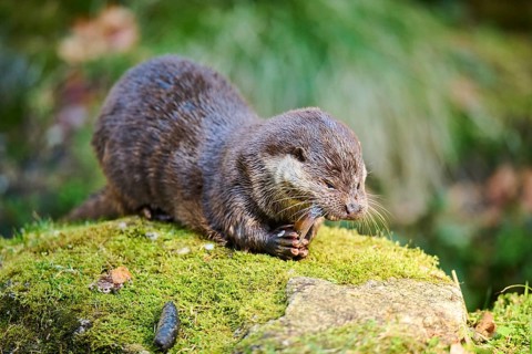Eurasian otter (Lutra lutra) eating a fish on a rock in the bavarian forest, Bavaria, Germany