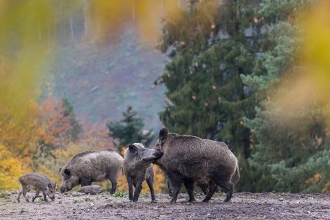 A group of wild boar or wild pig (Sus scrofa), walking over an opening in early morning light,
