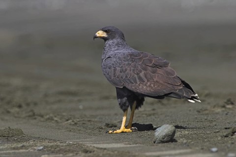 Short-tailed Hawk (Buteo brachyurus), Costa Rica