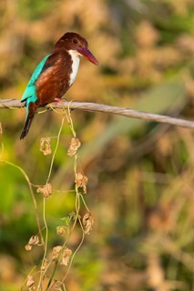 Brown kingfisher, (Halcyon smyrnensis), family of kingfishers, on perch, animals, birds, Israel