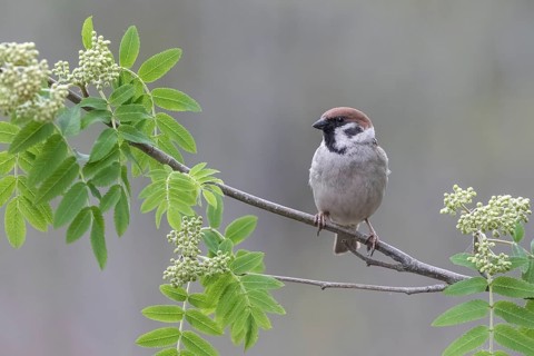 Eurasian Tree Sparrow (Passer montanus) perched on a branch, Lower Saxony, Germany