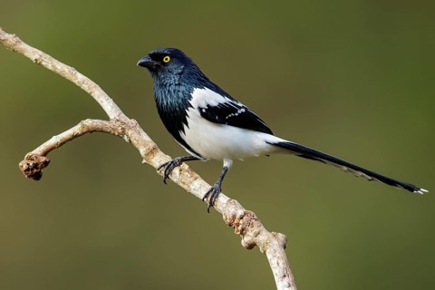 Magpie Tanager (Cissopis leverianus) perched on a branch in the Atlantic Rainforest Region of