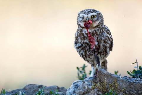 Little Owl (Athene noctua) feeding on mouse prey, Andalusia, Spain