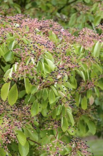 Pagoda dogwood (Cornus controversa), Dortmund, North Rhine-Westphalia, Germany