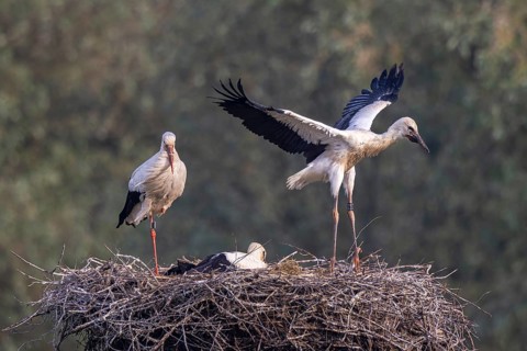 White Stork (Ciconia ciconia) adult with juveniles in nest, Netherlands