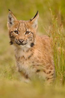 A curious little lynx in grassy surroundings, attentively observing, Carpathian lynx (Lynx lynx
