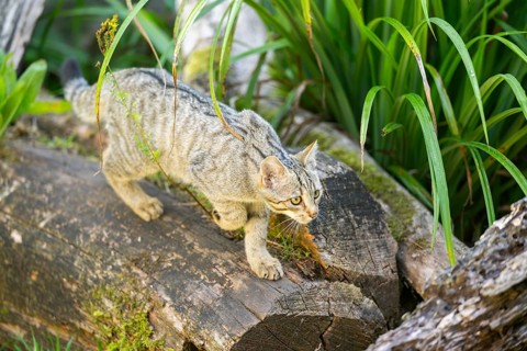 European wildcat (Felis silvestris silvestris) on an old tree trunk, Hesse, Germany