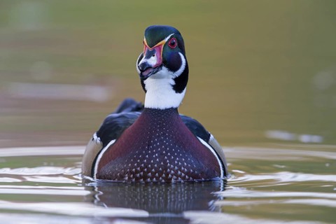 Bream duck, (Aix sponsa), animals, birds, duck birds, swims in water, Luisenpark, Mannheim,