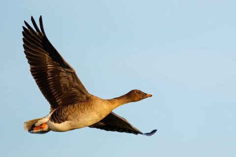Taiga Bean Goose (Anser fabalis) flying, North Rhine-Westphalia, Germany
