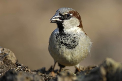 Haussperling (Passer domesticus) Männchen, Winterfütterung, März, Oberhausen (D)