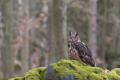 One Eurasian Eagle Owl, Bubo bubo, perched on a mossy rock. A forest in the background
