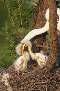 Great Egret (Ardea alba), Texas, USA