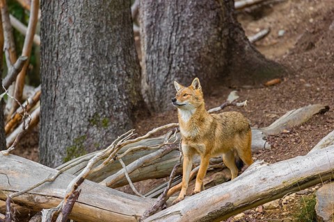 One golden jackal (Canis aureus)stands on the forest floor between fallen trees