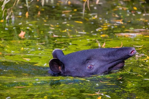 A Malayan tapir (Acrocodia indica) swims in a river