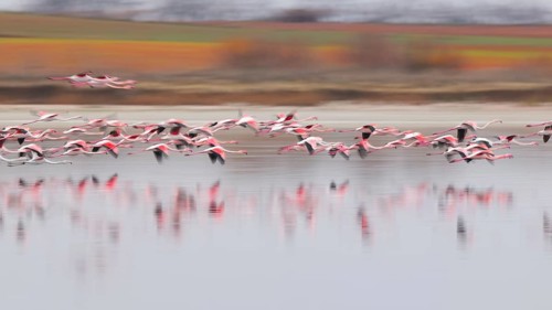 A flock of graceful pink flamingos takes flight over a tranquil lake in Villafranca de los