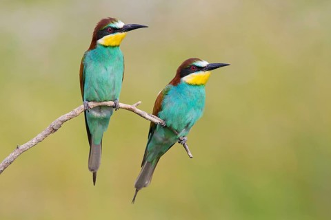Bienenfresser, European Bee-eater, Bee-Eater, European Bee Eater, Merops apiaster, Guêpier