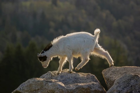 A young Pygmy goat, Capra hircus, stands on a rock. A forest is in the distant background