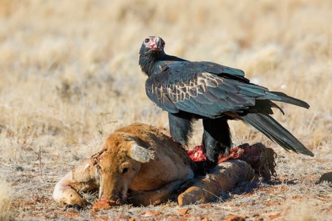 Wedge-tailed Eagle (Aquila audax) feeding on Red kangaroo (Macropus rufus) carrion, South
