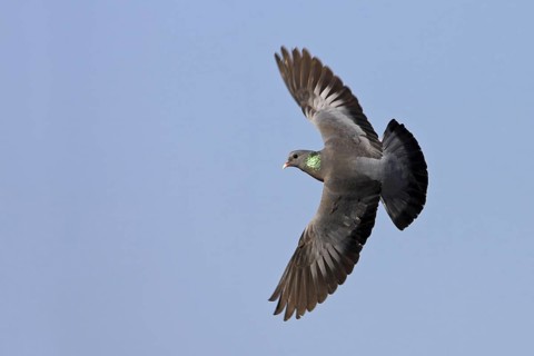 Stock Dove (Columba oenas) flying, Rhineland-Palatinate, Germany