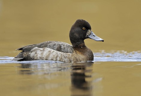 Lesser Scaup (Aythya affinis) female, British Columbia, Canada