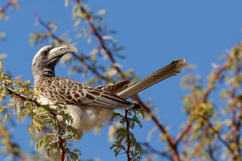 African grey hornbill (Lophoceros nasutus), adult male sitting on a branch, Kalahari desert,