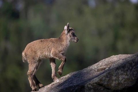 One baby ibex (Capra ibex) walking on rocks. Some green vegetation around