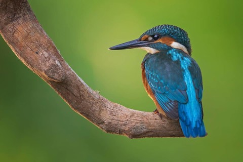Common Kingfisher (Alcedo atthis) male perched on a branch, Saxony-Anhalt, Germany