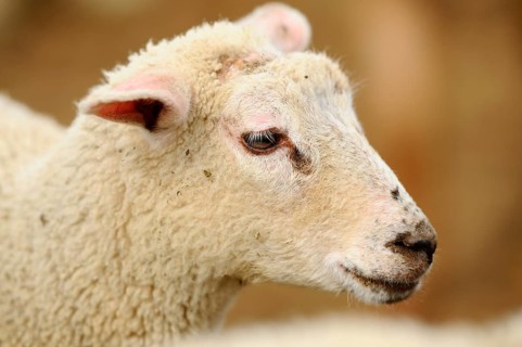 Close-up of a lamb with soft facial features and slightly floppy ears, domestic sheep (Ovis