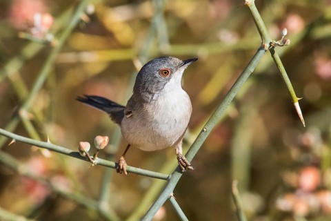 Sardinian Warbler (Sylvia melanocephala) female perched on a branch, Eilat, Israel