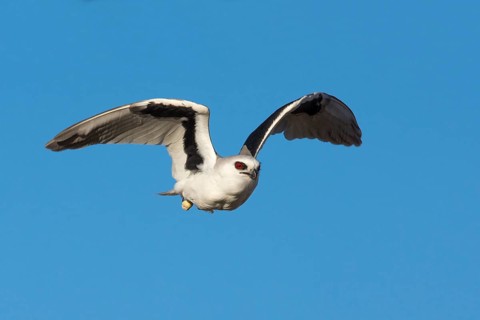 Schwarzachselaar (Elanus scriptus) flying, South Australia, Australia