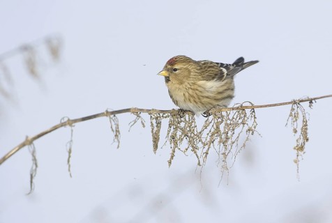 Common Redpoll (Acanthis flammea), Saxony, Germany