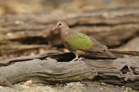 Common Emerald Dove (Chalcophaps indica) female, Kaeng Krachan, Thailand