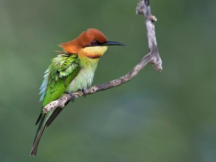 Chestnut-headed Bee-eater (Merops leschenaulti), Sri Lanka