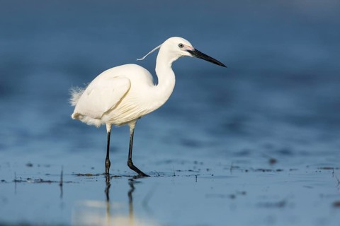 Little Egret (Egretta garzetta) foraging, Victoria, Australia