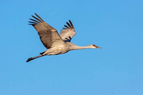 Sandhill Crane Grus canadensis Bosque del Apache National Wildlife Refuge, New Mexico, United