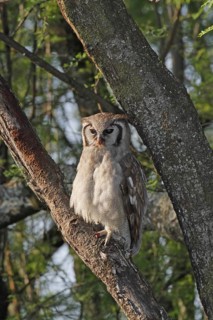 Verreaux's Eagle-Owl (Bubo lacteus), Lake Baringo, Kenya