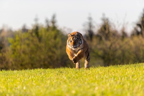 One young female Siberian Tiger, Panthera tigris altaica, running over a green meadow in front of