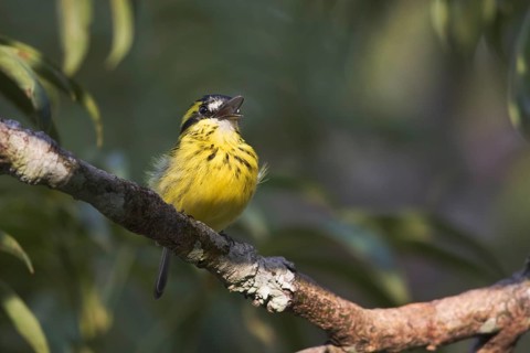Yellow-browed Tody-Flycatcher (Todirostrum chrysocrotaphum) male, Napo, Ecuador