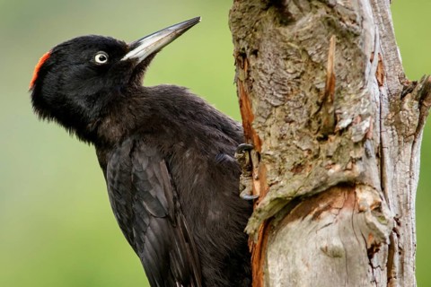 Black woodpecker (Dryocopus martius), female on forest, Castile and Leon, Spain