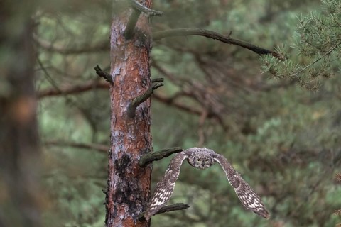 One spotted eagle-owl (Bubo africanus) flying thru a forest. Trees and leaves in the background