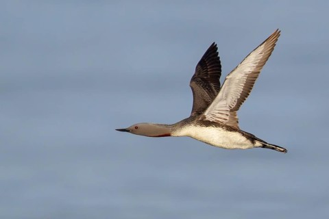 Red-throated Loon (Gavia stellata) feeding in the ocean near Nome, Alaska