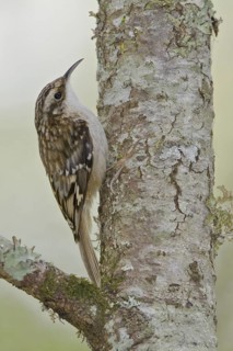 Brown Creeper (Certhia americana), British Columbia, Canada