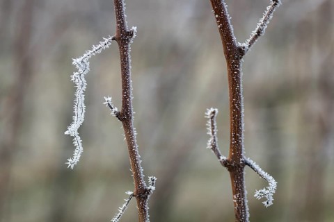 Linear arrangement of frost-covered branches of a grapevine in a cold winter landscape, Reif, Rems
