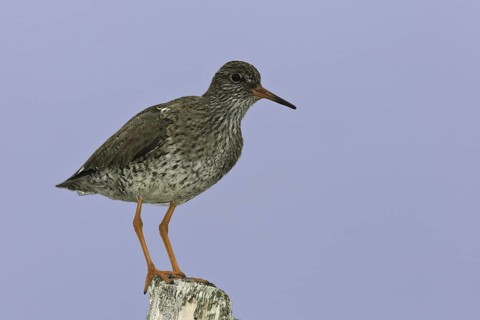Common Redshank (Tringa totanus), Iceland