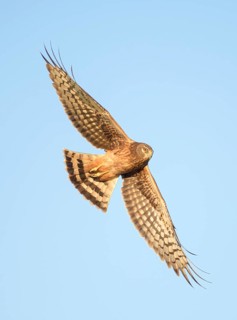 Northern Harrier (Circus hudsonius) flying, Texas, USA