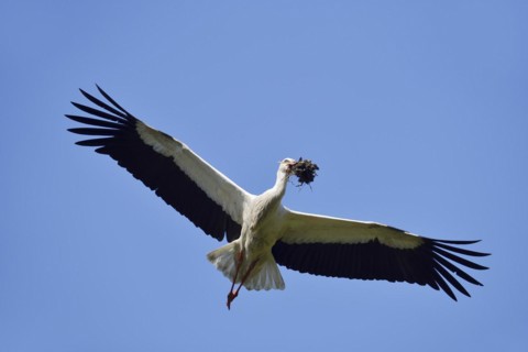White stork (Ciconia ciconia) flying with nesting material, North Rhine-Westphalia, Germany